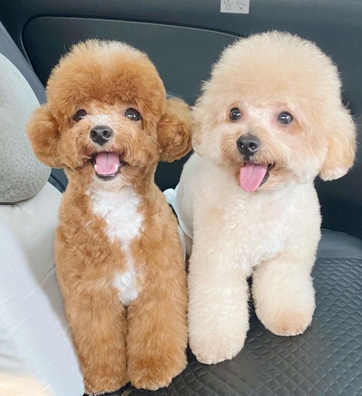 Mengatasi Bulu Poodle yang Menggumpal (Matted) Tanpa Harus Dicukur Habis