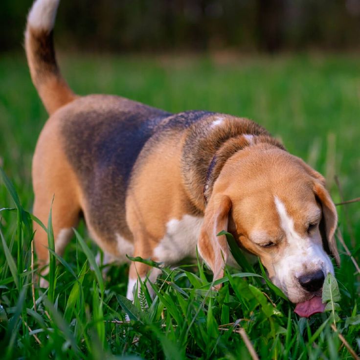 Anjing Makan Rumput Karena Sakit Perut: Mitos Lama atau Insting Alami ?
