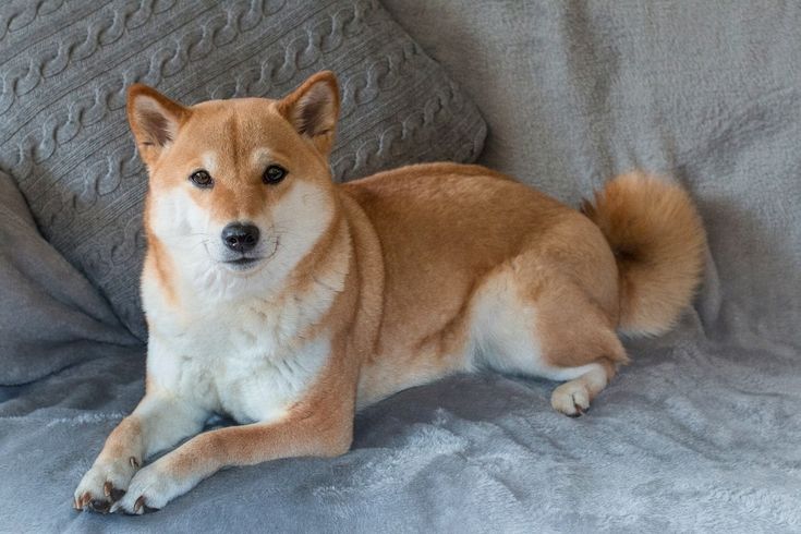 Grooming Minimalis untuk Shiba Inu: Mengapa Anda Tidak Boleh Mencukur Bulu Ganda Mereka?