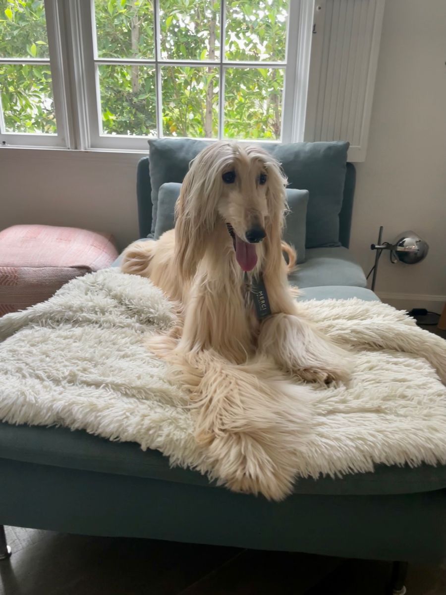 Afghan Hound dan Estetika Rumah: Tips Menjaga Furnitur Tetap Bersih dari Bulu Panjang