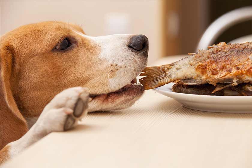 Panduan Diet Beagle 2026: Cara Mencegah Obesitas pada Anjing yang Rakus