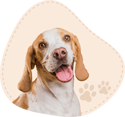 Tentang Paw Prestige