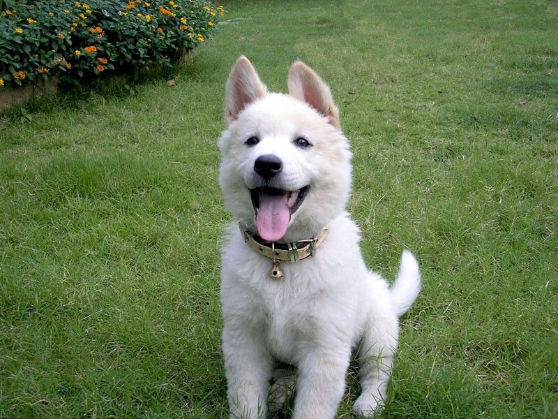 Review Produk Shampoo Terbaik 2026 untuk Menjaga Kilau Alami Anjing Kintamani.