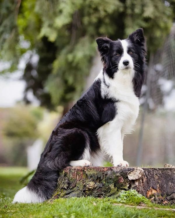 Tips Latihan Stamina: Berapa Banyak Aktivitas Fisik yang Benar-benar Dibutuhkan Border Collie?