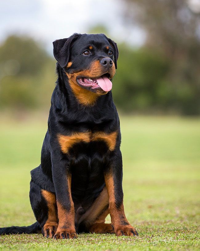 Diet Presisi Rottweiler 2026: Nutrisi Terbaik untuk Mencegah Obesitas dan Kanker.