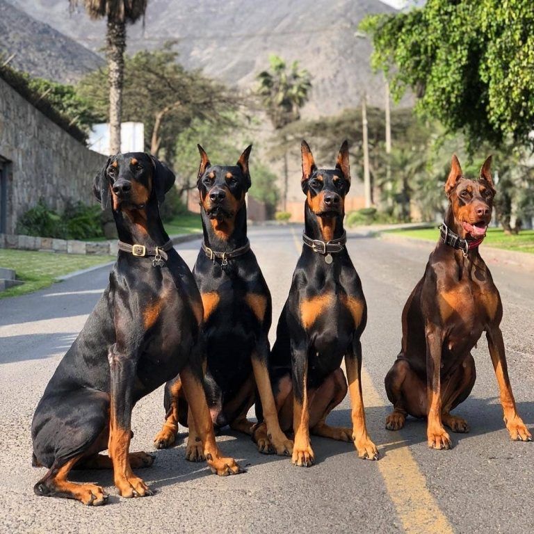 Doberman Pinscher: Apakah Benar-Benar Anjing Penjaga Terbaik untuk Keluarga Anda?