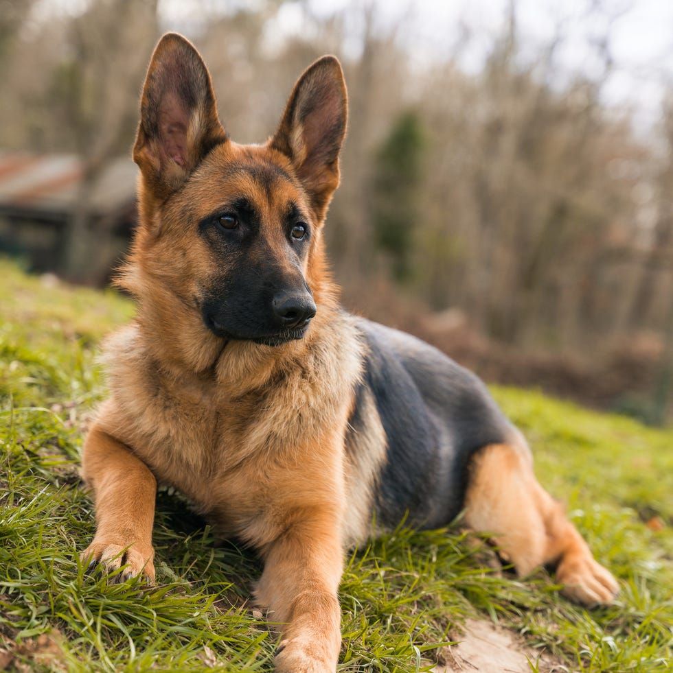 Berapa Lama Umur German Shepherd? Rahasia Agar Anjing Anda Panjang Umur.