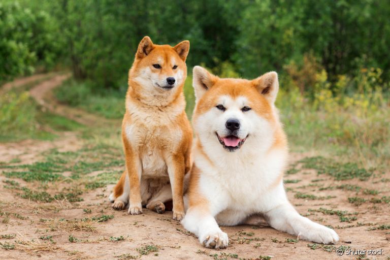 Akita Inu vs Shiba Inu: Mana Ras Anjing Jepang yang Paling Cocok untuk Anda?