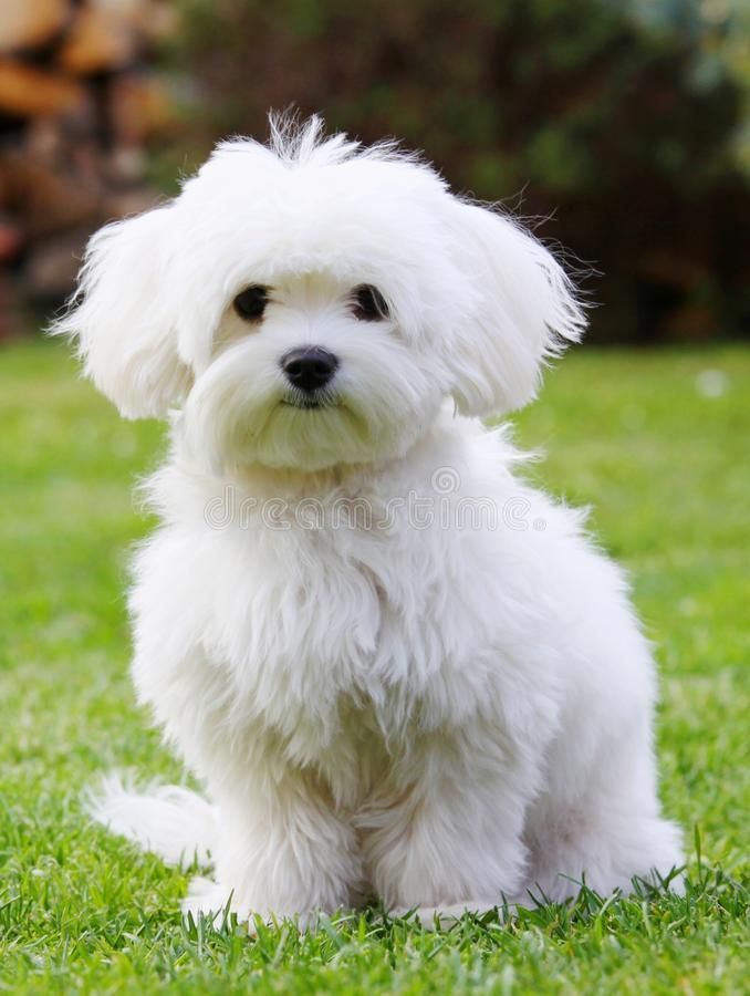 Panduan Grooming Maltese di Rumah: Alat Wajib Punya Agar Bulu Tidak Gimbal