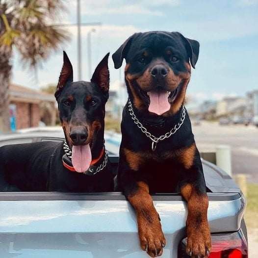 Rottweiler vs Doberman: Mana yang Lebih Cocok untuk Menjaga Rumah Modern Anda?"