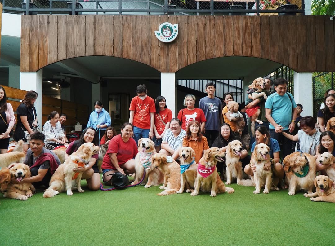 Golden Retriever Indonesia