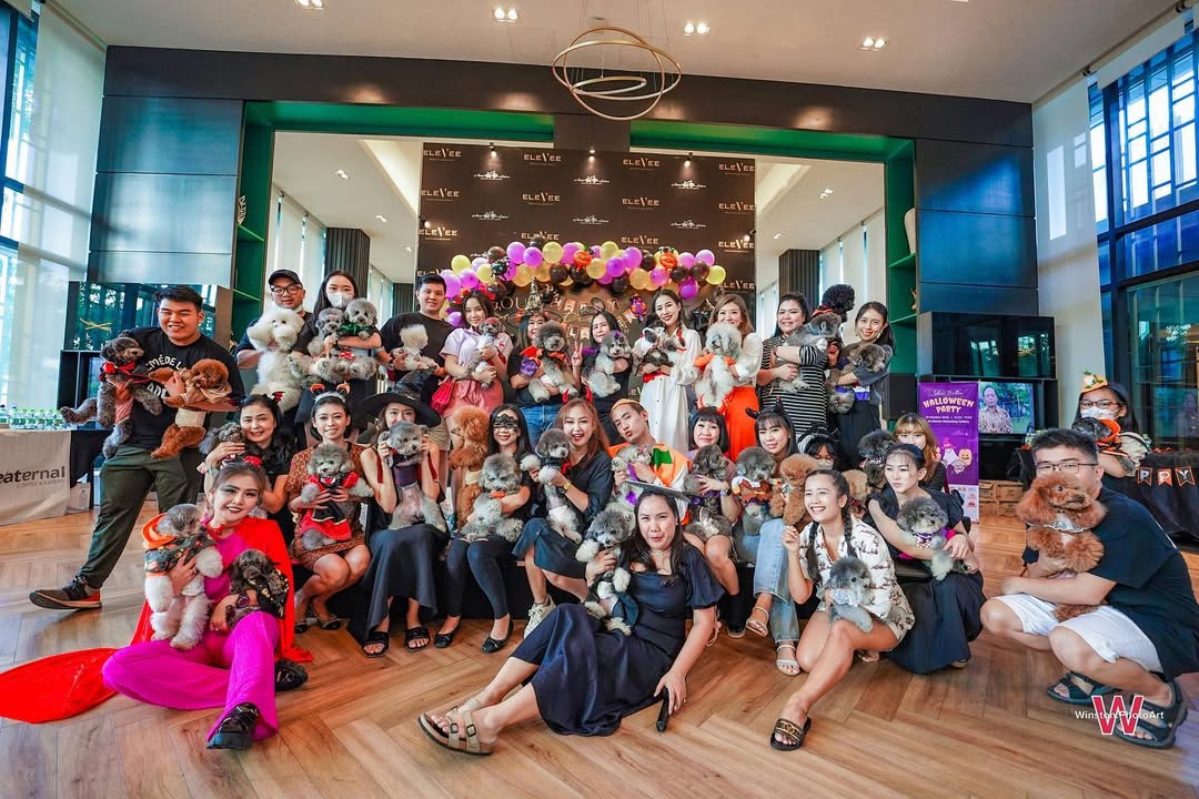 Silver Poodle Indonesia