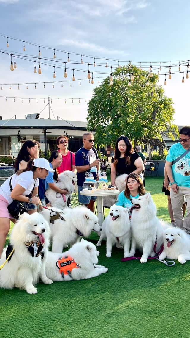 Samoyed Social Club